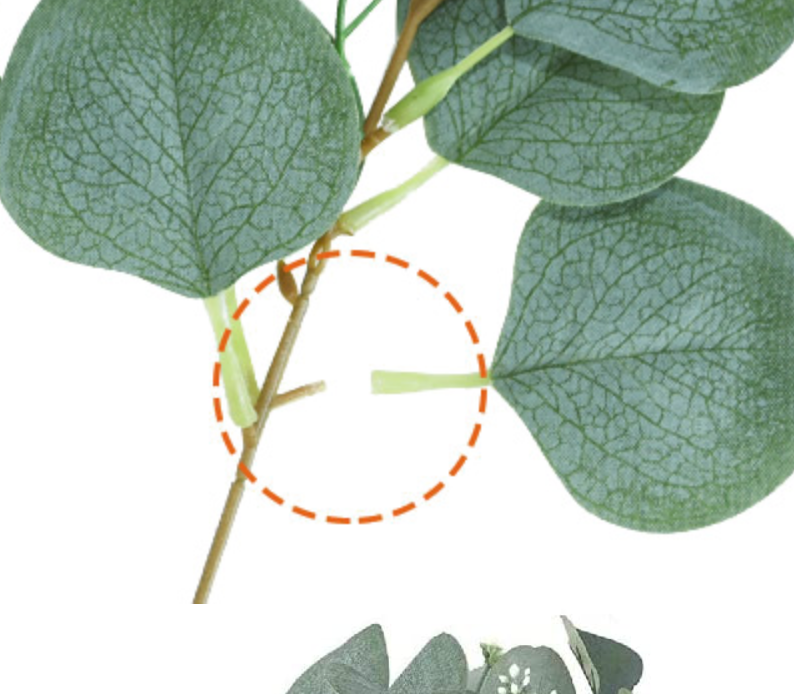 Ramas eucalipto redondo