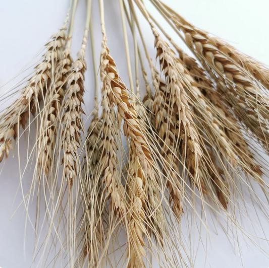 Varas de trigo